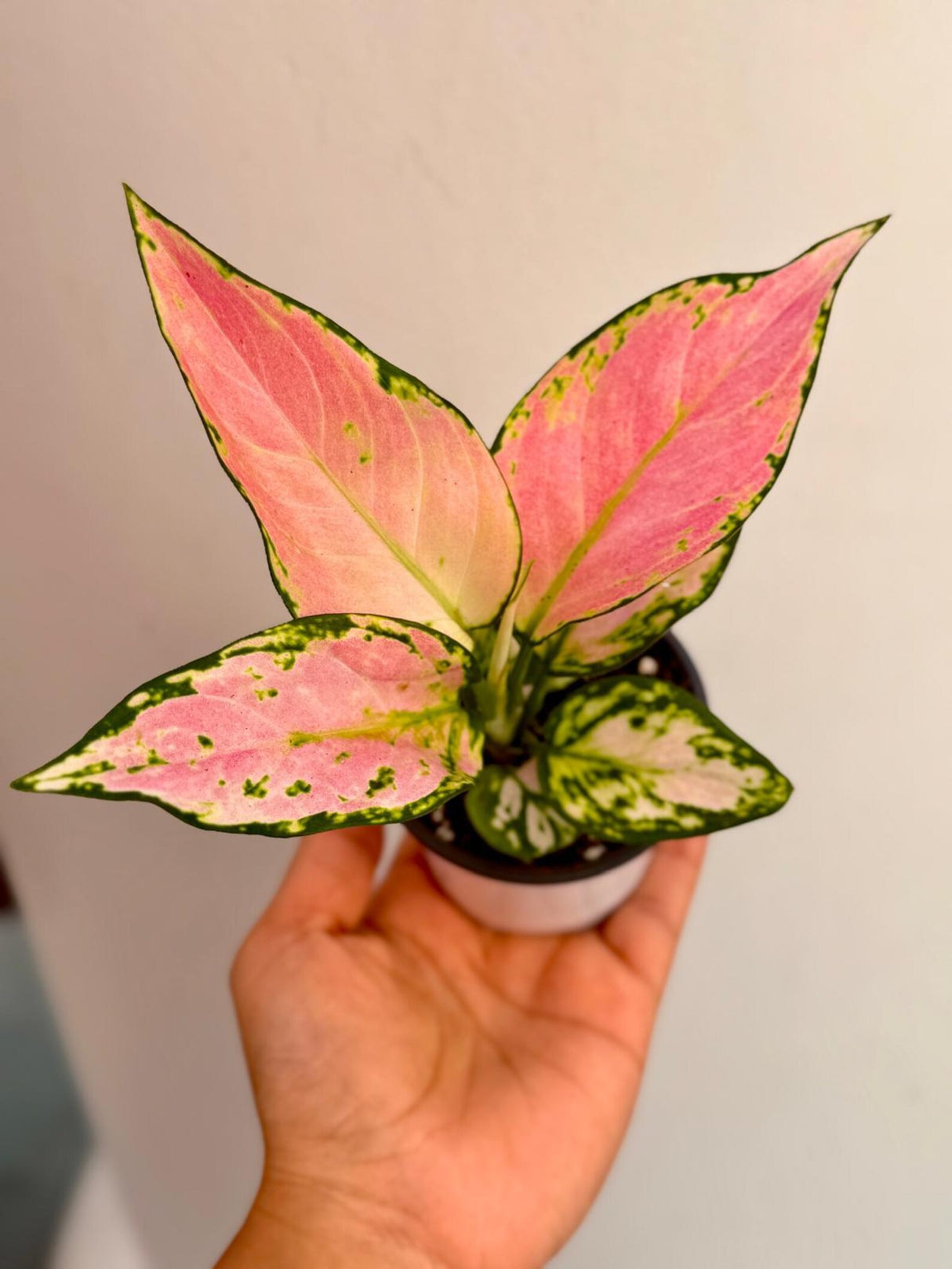 Aglaonema Lady Valentine in 3" Pot - Rare Pink Indoor Plant - Chinese Evergreen Live Plant - Easy Care Houseplant - Home & Office Gift