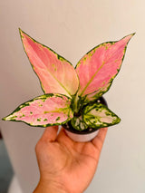 Aglaonema Lady Valentine in 3" Pot - Rare Pink Indoor Plant - Chinese Evergreen Live Plant - Easy Care Houseplant - Home & Office Gift