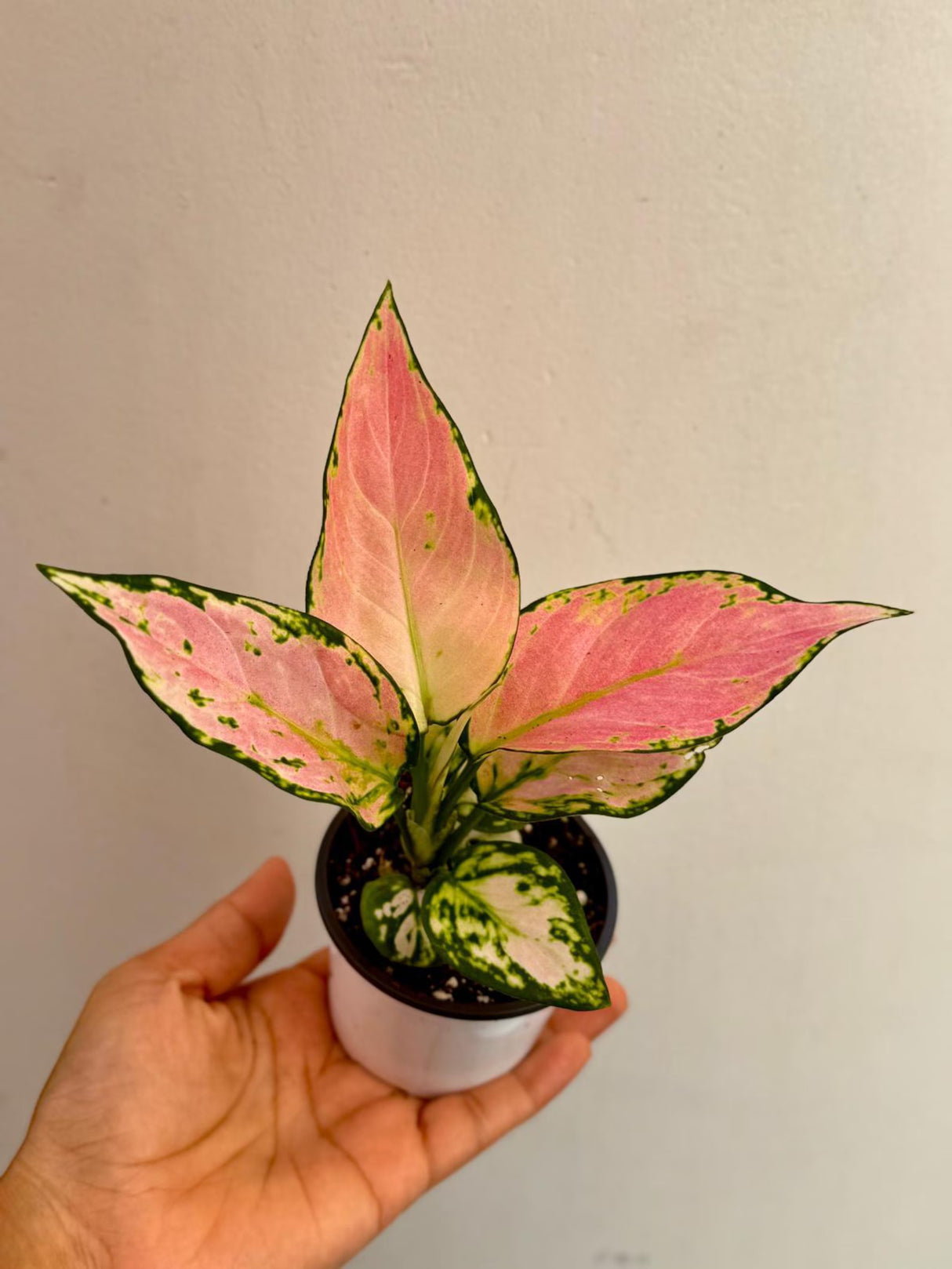 Aglaonema Lady Valentine in 3" Pot - Rare Pink Indoor Plant - Chinese Evergreen Live Plant - Easy Care Houseplant - Home & Office Gift