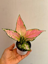 Aglaonema Lady Valentine in 3" Pot - Rare Pink Indoor Plant - Chinese Evergreen Live Plant - Easy Care Houseplant - Home & Office Gift