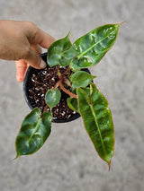 Philodendron Billietiae Live Plant in 4" Pot - Rare Philodendron - Tropical Indoor Houseplant