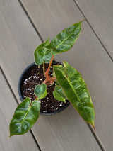 Philodendron Billietiae Live Plant in 4" Pot - Rare Philodendron - Tropical Indoor Houseplant