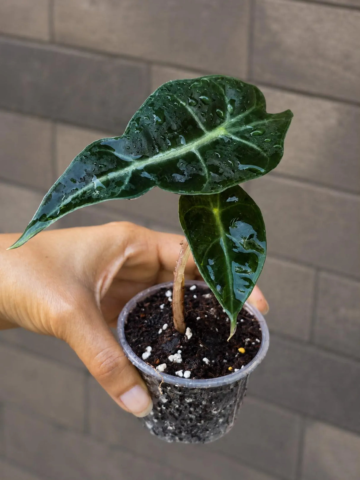 Alocasia Polly in 3" Pot - Alocasia Amazonica - Live Plant - Tropical Indoor Plant