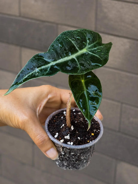 Alocasia Polly in 3" Pot - Alocasia Amazonica - Live Plant - Tropical Indoor Plant