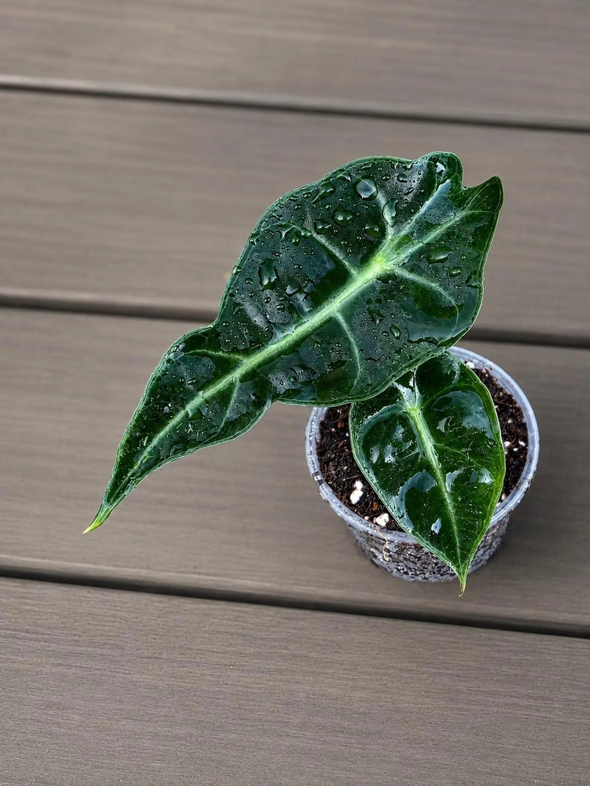 Alocasia Polly in 3" Pot - Alocasia Amazonica - Live Plant - Tropical Indoor Plant