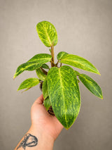 Philodendron Painted Lady 4" - Rare Philodendron - Tropical Houseplant - Aroid Plant - Live Indoor Plant - Plant Lover Gift