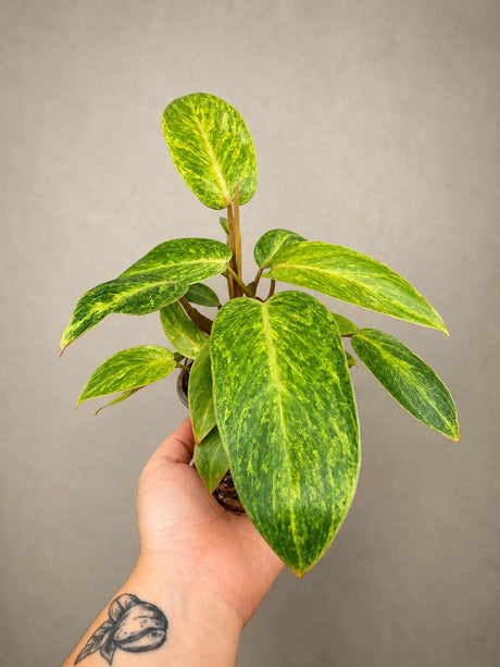 Philodendron Painted Lady 4" - Rare Philodendron - Tropical Houseplant - Aroid Plant - Live Indoor Plant - Plant Lover Gift