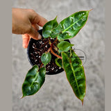 Philodendron Billietiae Live Plant in 4" Pot - Rare Philodendron - Tropical Indoor Houseplant