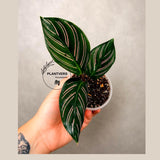 Calathea Ornata Pinstripe in 3" Pot - Live Houseplant - Prayer Plant - Tropical Houseplant