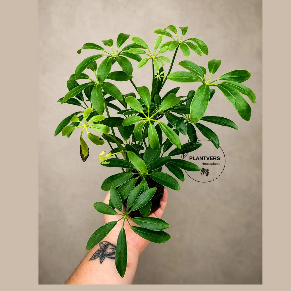 Green Schefflera Live Plant in 3" Pot - Umbrella Plant - Indoor Houseplant - Easy Care Tropical Office Plant