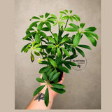 Green Schefflera Live Plant in 3" Pot - Umbrella Plant - Indoor Houseplant - Easy Care Tropical Office Plant