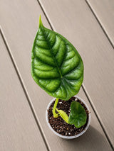Alocasia Dragon Scale Starter Plant in 3" Pot - Rare Alocasia - Aroid Plant - Indoor Live Tropical Plant