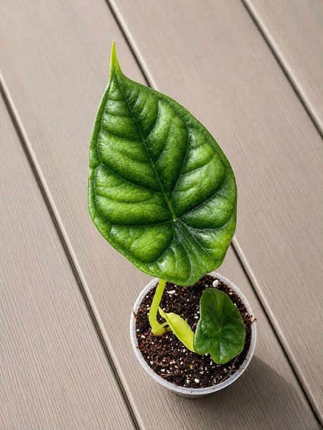 Alocasia Dragon Scale Starter Plant in 3" Pot - Rare Alocasia - Aroid Plant - Indoor Live Tropical Plant