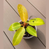 Philodendron Red Sun Starter Plant in 3" Pot - Rare Philodendron - Tropical Indoor Live Plant - Exotic Plant