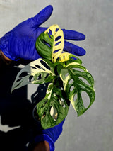 Variegated Monstera Adansonii Albo Live Plant - (June-23-16)