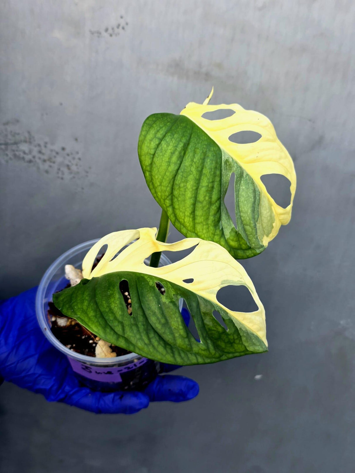 Variegated Monstera Adansonii Albo Live Plant - (June-21-30)