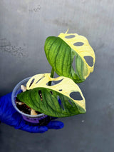 Variegated Monstera Adansonii Albo Live Plant - (June-21-30)
