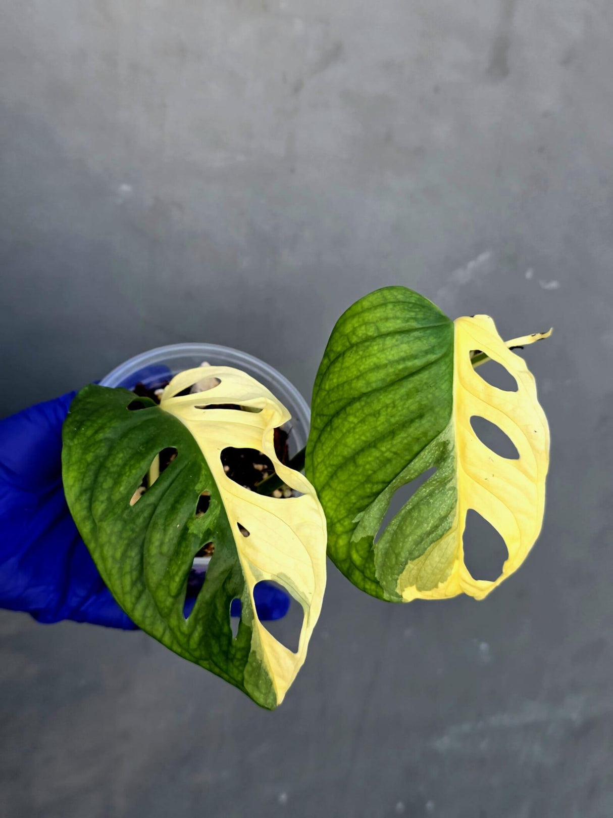 Variegated Monstera Adansonii Albo Live Plant - (June-21-30)