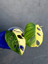 Variegated Monstera Adansonii Albo Live Plant - (June-21-30)