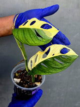 Variegated Monstera Adansonii Albo Live Plant - (June-21-30)