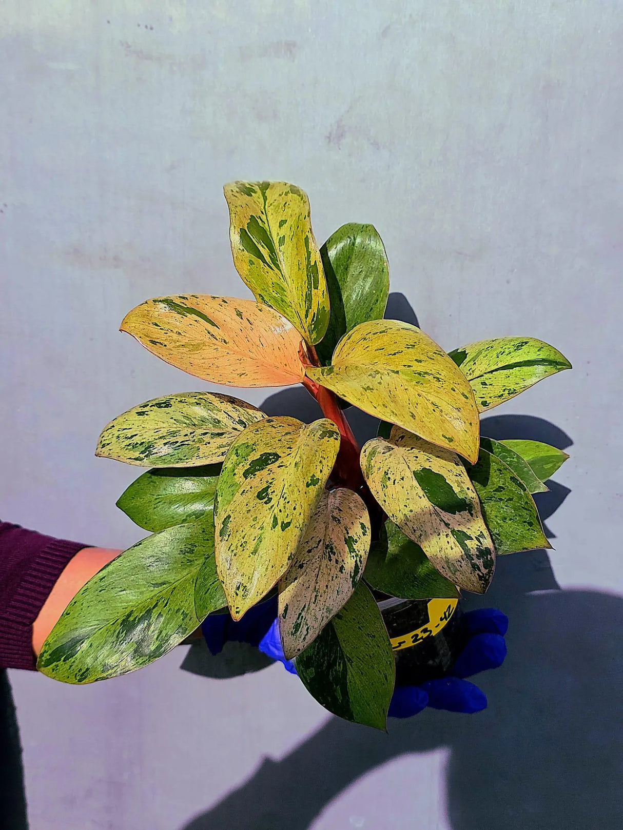 Philodendron Red Congo Variegated Live Plant - Dwarf Red Congo(June-23-42)