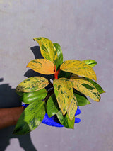 Philodendron Red Congo Variegated Live Plant - Dwarf Red Congo(June-23-42)