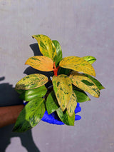 Philodendron Red Congo Variegated Live Plant - Dwarf Red Congo(June-23-42)