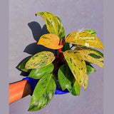 Philodendron Red Congo Variegated Live Plant - Dwarf Red Congo(June-23-42)