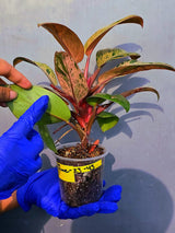 Philodendron Red Congo Variegated Live Plant - Dwarf Red Congo(June-23-43)