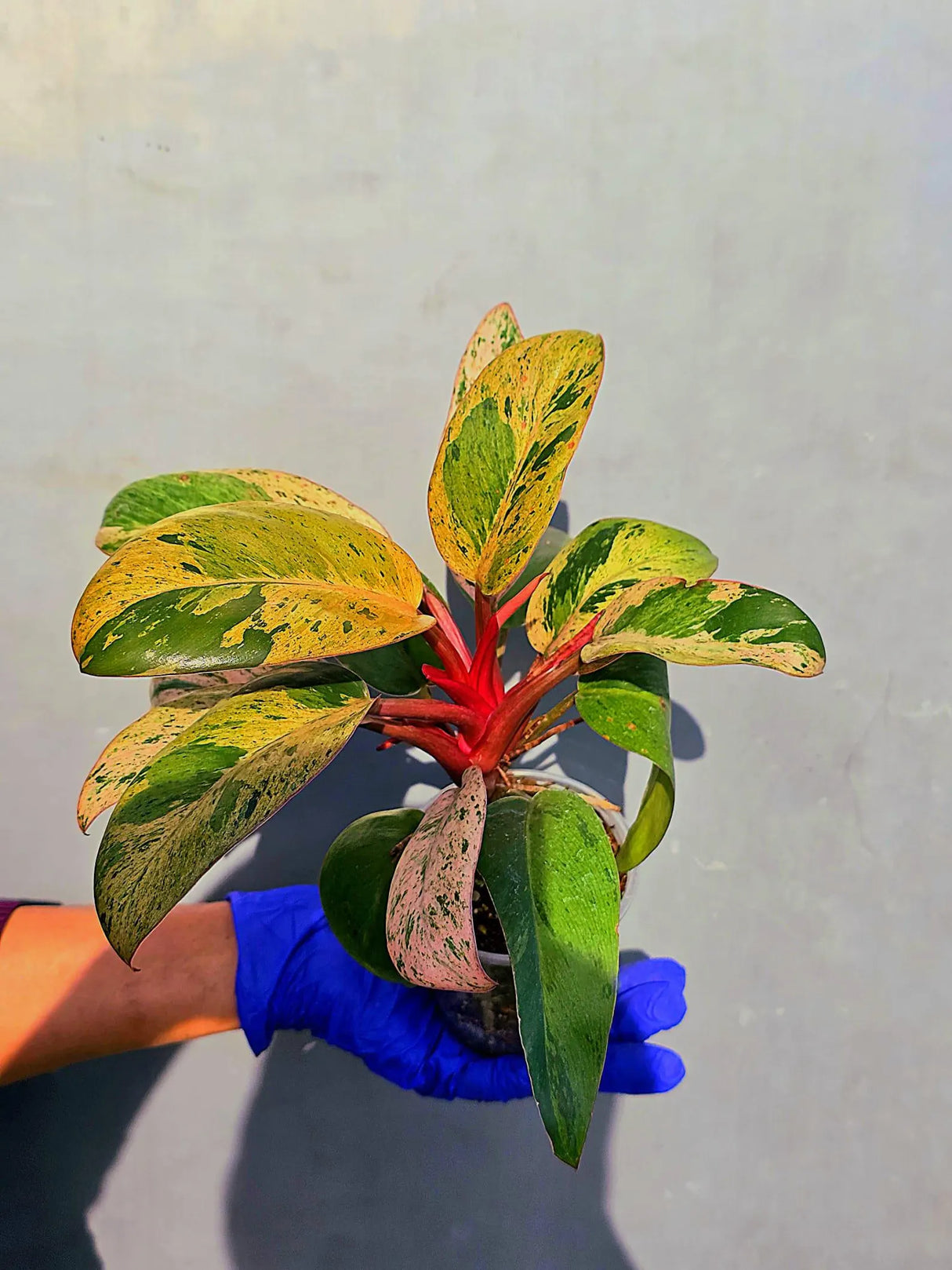 Philodendron Red Congo Variegated Live Plant - Dwarf Red Congo(June-23-43)