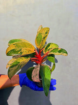 Philodendron Red Congo Variegated Live Plant - Dwarf Red Congo(June-23-43)