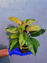 Philodendron Red Congo Variegated Live Plant - Dwarf Red Congo(June-23-39)