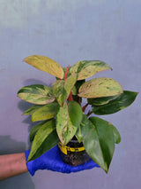 Philodendron Red Congo Variegated Live Plant - Dwarf Red Congo(June-23-39)