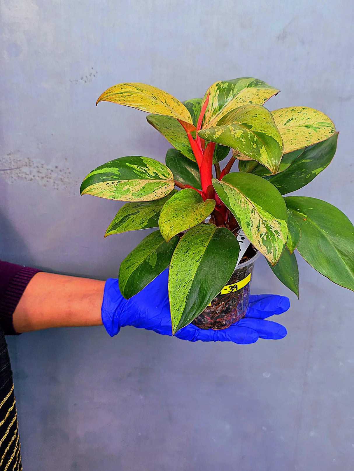 Philodendron Red Congo Variegated Live Plant - Dwarf Red Congo(June-23-39)