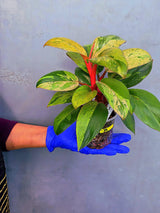 Philodendron Red Congo Variegated Live Plant - Dwarf Red Congo(June-23-39)