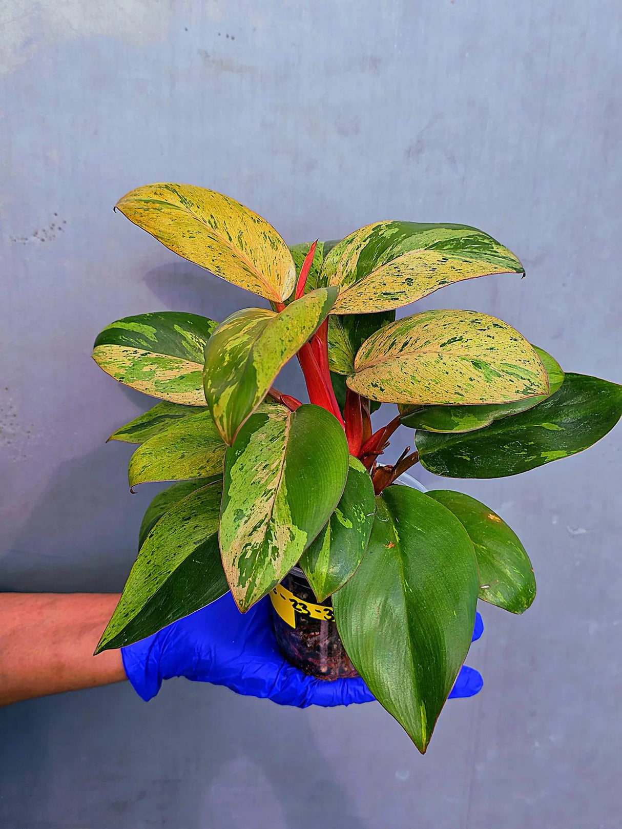 Philodendron Red Congo Variegated Live Plant - Dwarf Red Congo(June-23-39)