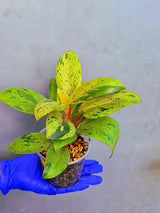 Philodendron Red Congo Variegated Live Plant - Dwarf Red Congo (June-23-36)