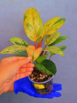 Philodendron Red Congo Variegated Live Plant - Dwarf Red Congo(June-23-40)