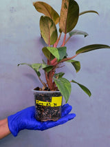 Philodendron Red Congo Variegated Live Plant - Dwarf Red Congo (June-23-34)