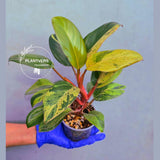 Philodendron Red Congo Variegated Live Plant - Dwarf Red Congo (June-23-34)