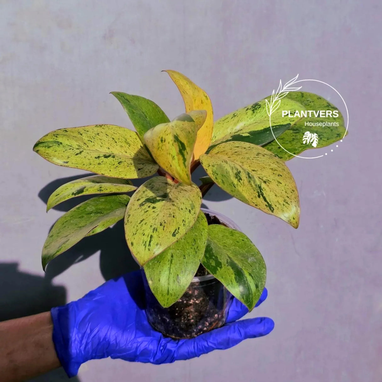 Philodendron Red Congo Variegated Live Plant - Dwarf Red Congo (June-23-35)