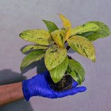 Philodendron Red Congo Variegated Live Plant - Dwarf Red Congo (June-23-35)