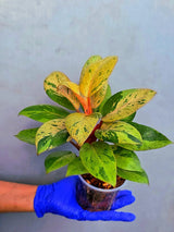Philodendron Red Congo Variegated Live Plant - Dwarf Red Congo (June-23-33)