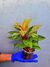 Philodendron Red Congo Variegated Live Plant - Dwarf Red Congo (June-23-33)
