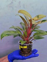 Philodendron Red Congo Variegated Live Plant - Dwarf Red Congo (June-23-33)