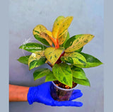 Philodendron Red Congo Variegated Live Plant - Dwarf Red Congo (June-23-33)