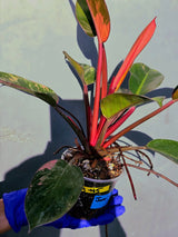 Philodendron Red Congo Variegated Live Plant - Dwarf Red Congo(June-23-45)
