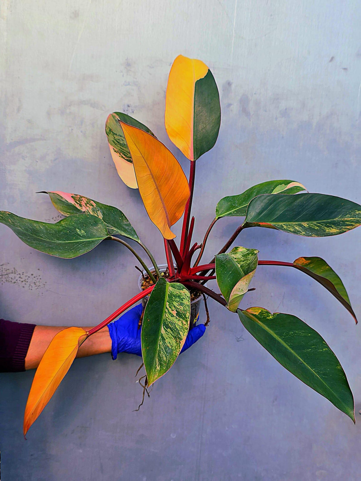 Yellow Congo Philodendron Variegated Live Plant - Large Form (June-23-38)