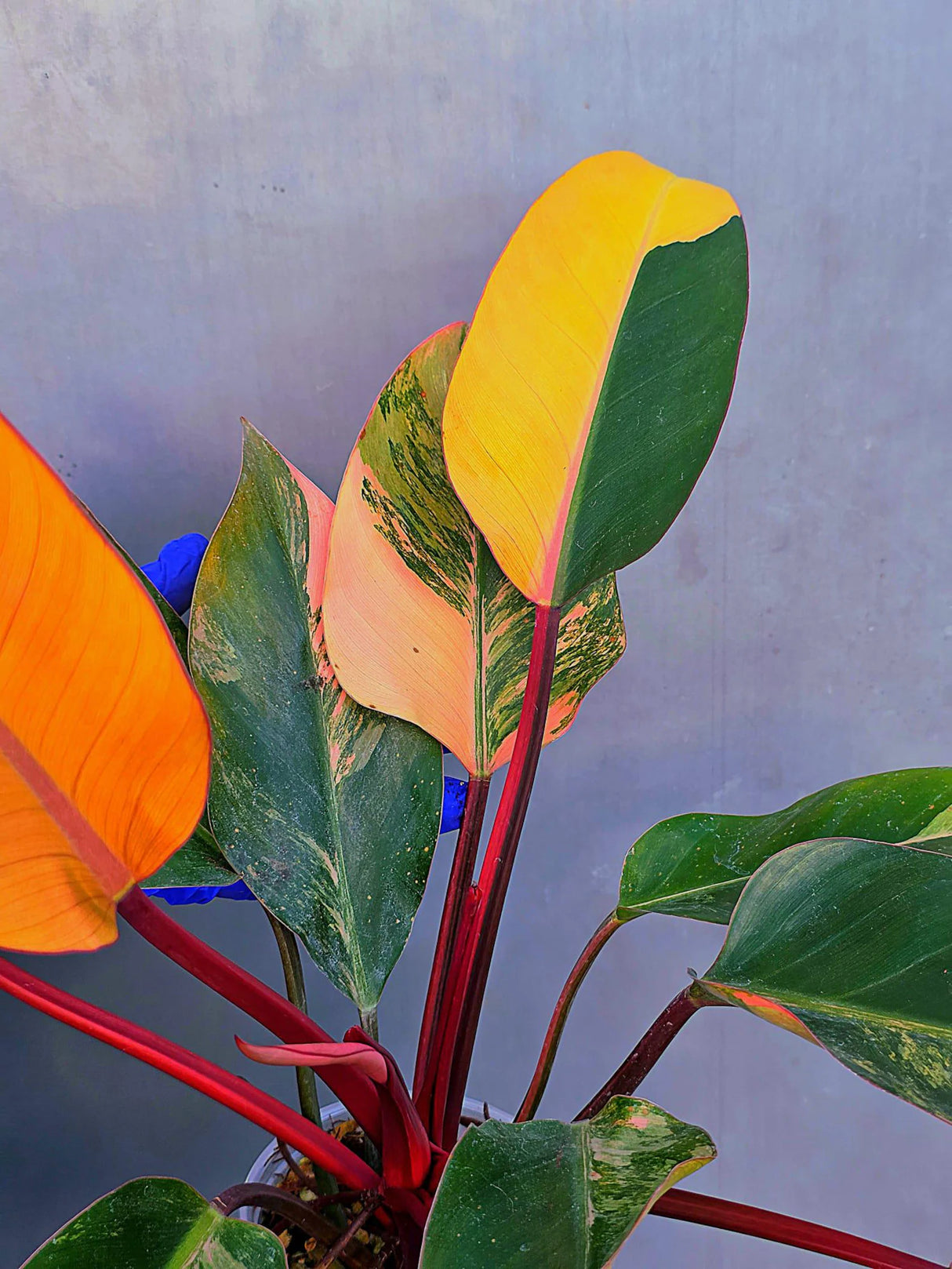 Yellow Congo Philodendron Variegated Live Plant - Large Form (June-23-38)