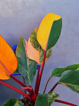 Yellow Congo Philodendron Variegated Live Plant - Large Form (June-23-38)